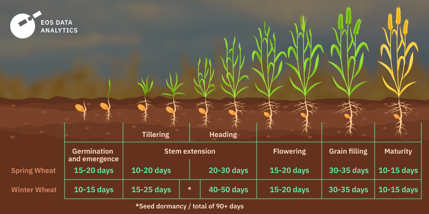 Growing Wheat Optimal Conditions Timing Techniques