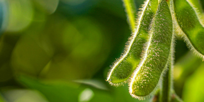 Plantação De Soja: Melhores Práticas De Cultivo