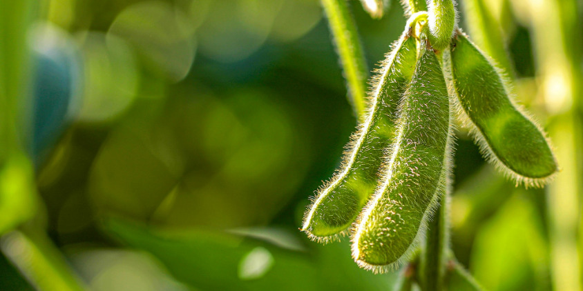 Manejo de granos verdes de soja en la etapa poscosecha - Wiki Agronomia