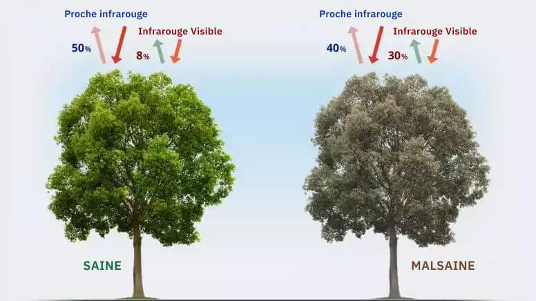 Comment fonctionne le NDVI