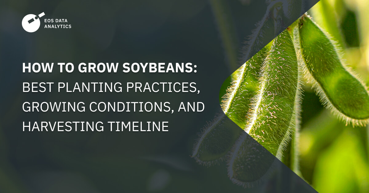 How To Grow Soybeans From Planting To Harvesting The Crop