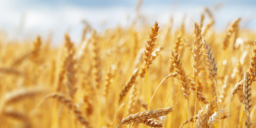 farm crops wheat