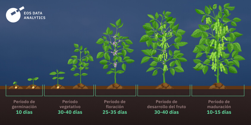 Soja: pautas para el manejo de granos