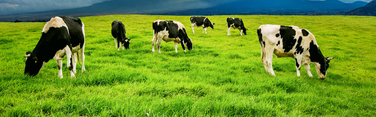 Les vaches paissent dans le champ