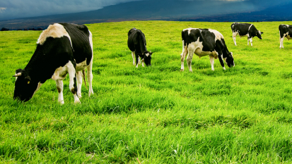 Les vaches paissent dans le champ