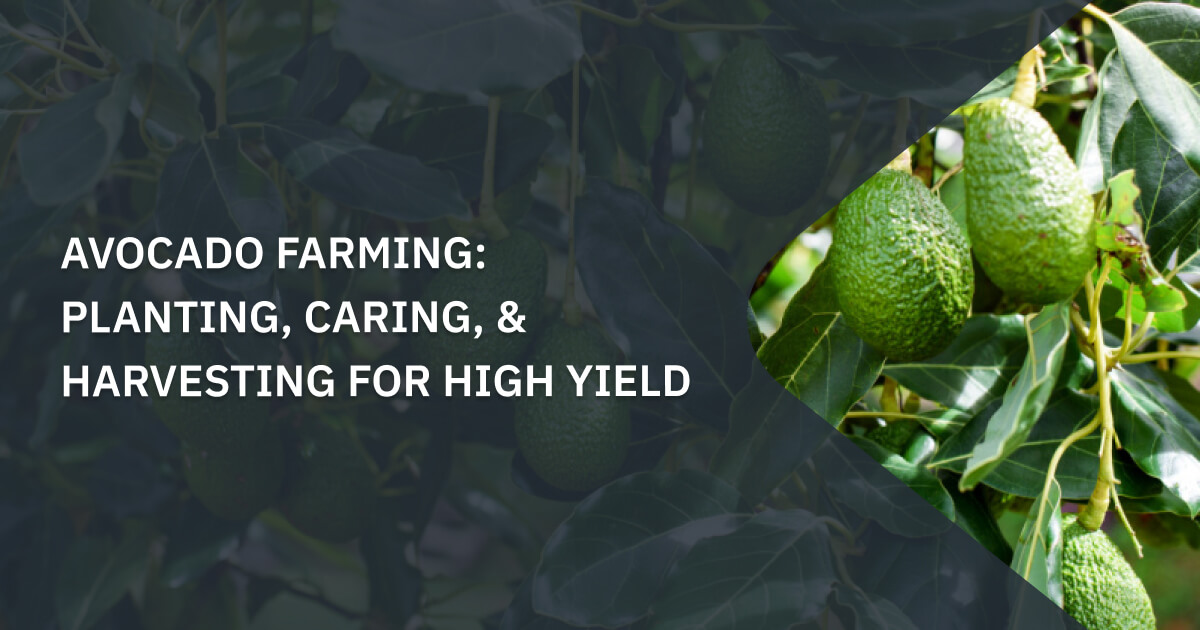 Avocado Farming: Planting, Caring, & Harvesting For High Yield