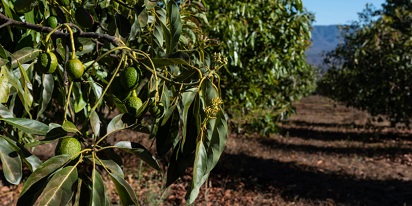 Plantio De Abacate: Técnicas De Cultivo Comercial
