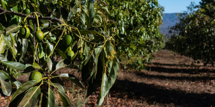 https://eos.com/wp-content/uploads/2023/07/avocado-farming.jpg