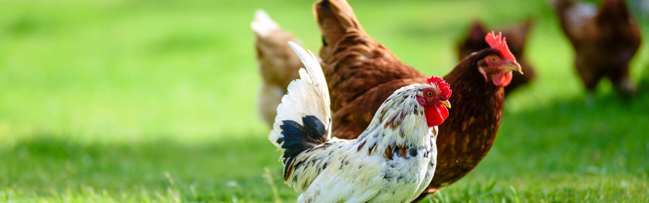 Poulets sur l'herbe verte