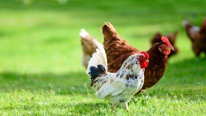 Poulets sur l'herbe verte