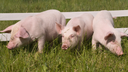 Porcelets sur l'herbe verte