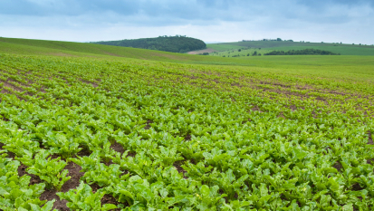 Champ de betterave à sucre