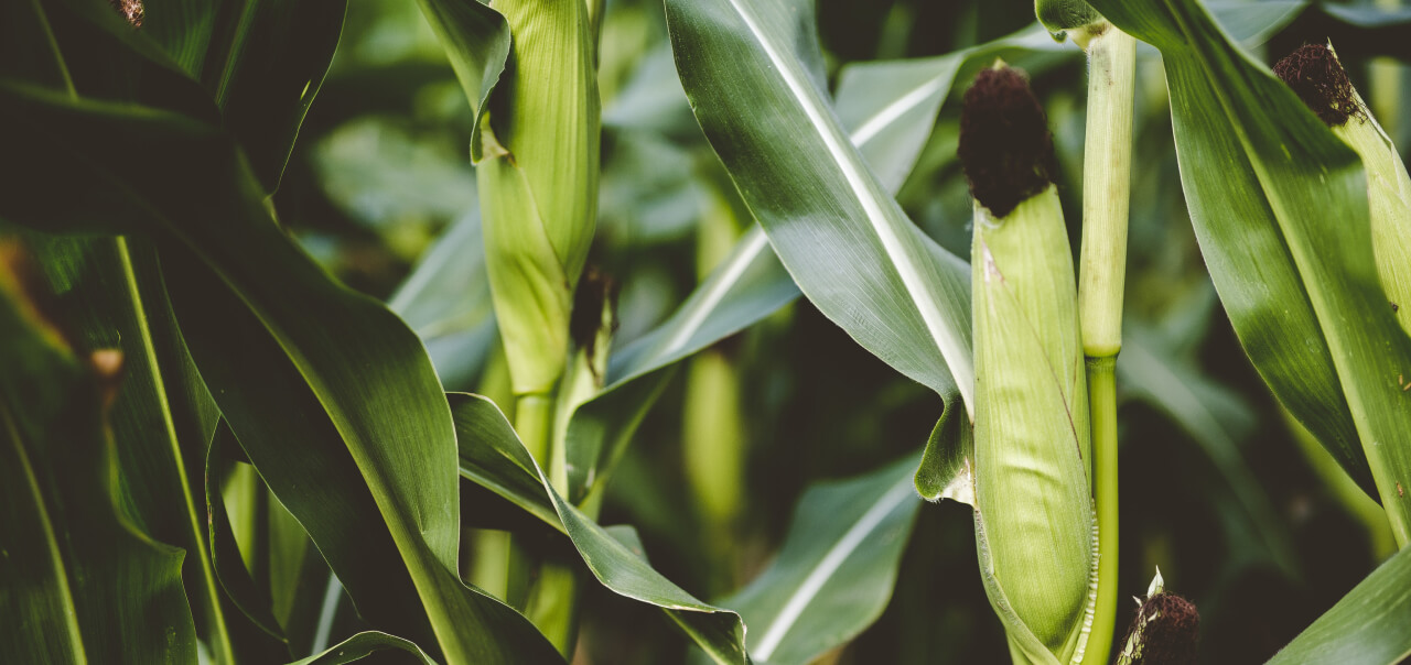 Solutions D’EOSDA Crop Monitoring Pour La Coopérative Euralis
