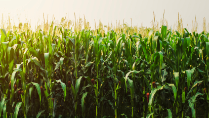 Сhamp de maïs jeune