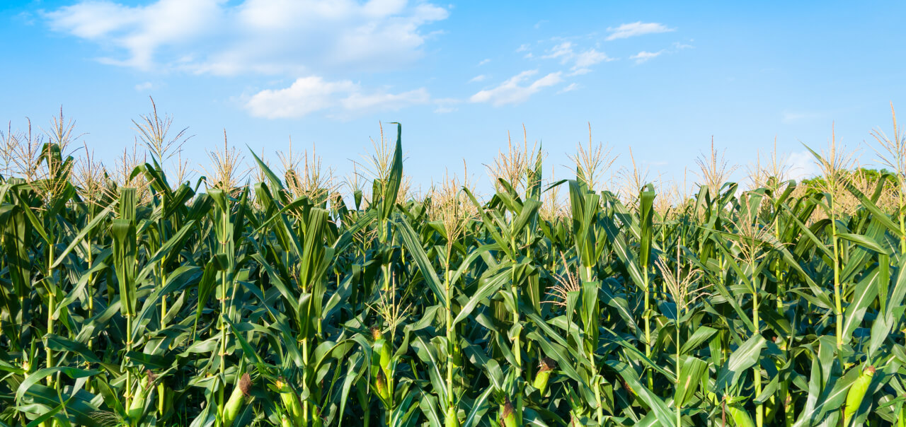 Solutions D’EOSDA Crop Monitoring Pour La Coopérative InVivo