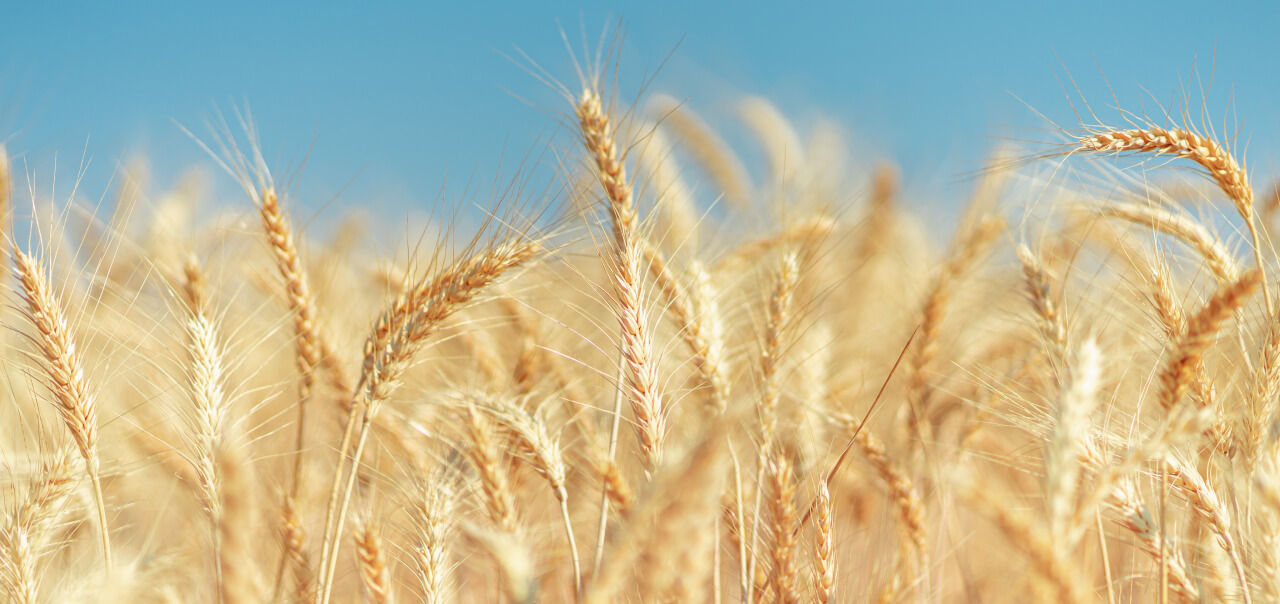 Solutions D’EOSDA Crop Monitoring Pour La Coopérative Limagrain
