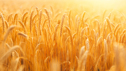 Сhamp de blé doré et journée ensoleillée