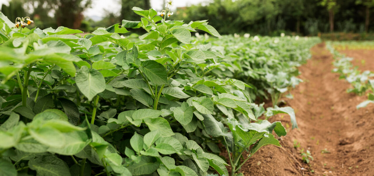 Solutions D’EOSDA Crop Monitoring Pour La Coopérative Noriap