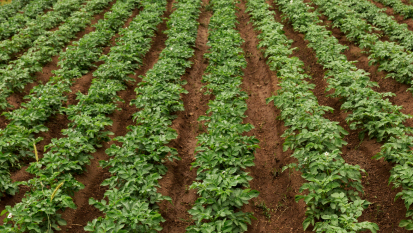 Champ de pommes de terre