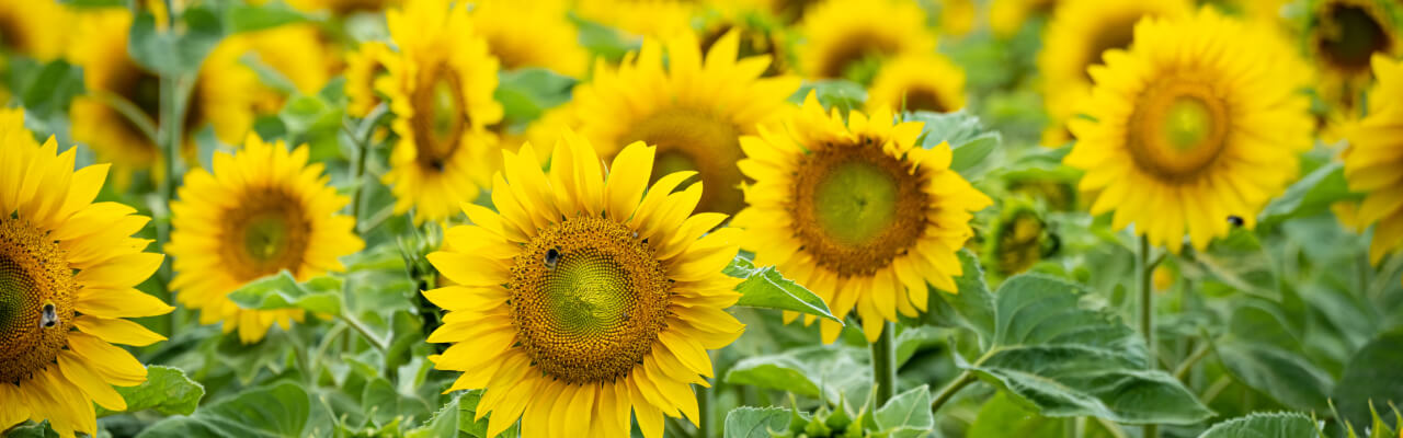 Сhamp de tournesols