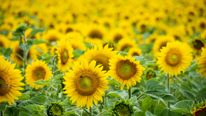 Сhamp de tournesols