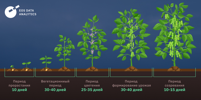 график созревания сои
