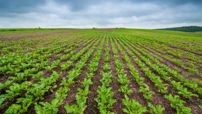 Champ de betterave à sucre
