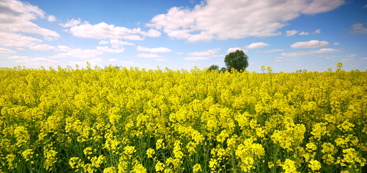 Solutions D’EOSDA Crop Monitoring Pour La Coopérative Ternoveo