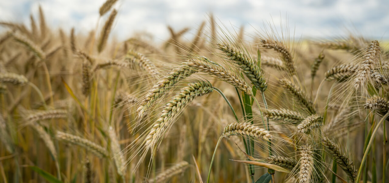 Solutions D’EOSDA Crop Monitoring Pour La Coopérative Terrena