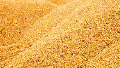 Graines de céréales