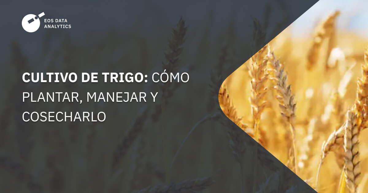 Planta De Trigo Seco De Primer Plano Lista Para Ser Cosechada