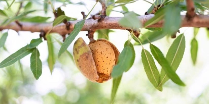 Cultivo De Amendoeira: Do Plantio À Colheita Abundante