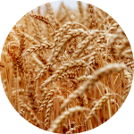 Oats