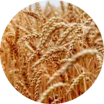 Oats
