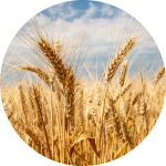 wheat growth stages
