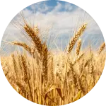 wheat growth stages