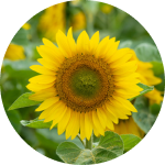 sunflower growth stages