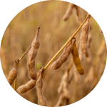 soybeans growth stages
