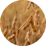 soybeans growth stages