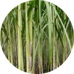 Sugarcane