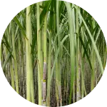 Sugarcane