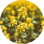 Rapeseed