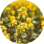 Rapeseed