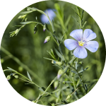 Flax