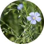 Flax