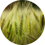 Rye