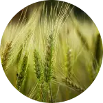 Rye
