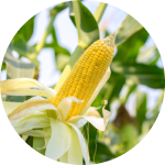 corn growth stages