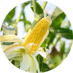corn growth stages