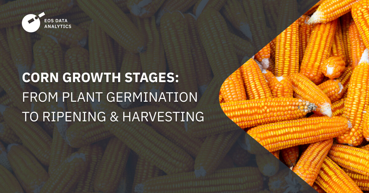 Corn Growth Stages From Plant Germination To Ripening